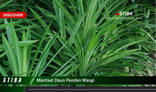 Ketahui 9 Manfaat manfaat daun pandan wangi yang Bikin Kamu Penasaran