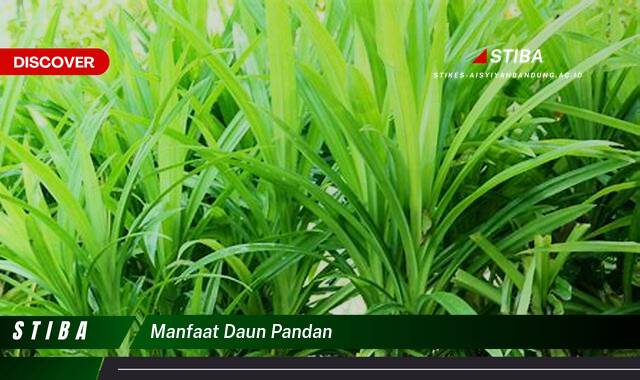 Temukan 9 Manfaat Daun Pandan yang Bikin Kamu Penasaran Temukan 9 Manfaat Daun Pandan yang Bikin Kamu Penasaran