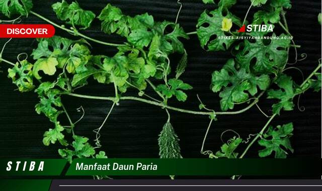 Ketahui 9 Manfaat manfaat daun paria yang Bikin Kamu Penasaran
