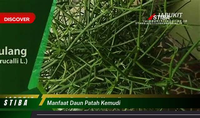 Temukan 9 Manfaat manfaat daun patah kemudi yang Wajib kamu ketahui