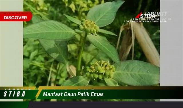 Temukan 9 Manfaat manfaat daun patik emas yang tidak Semua Orang Tau
