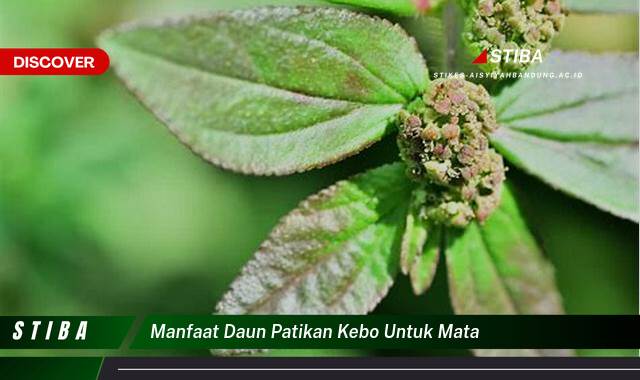 Ketahui 10 Manfaat Daun Patikan Kebo untuk Mata yang Jarang Diketahui