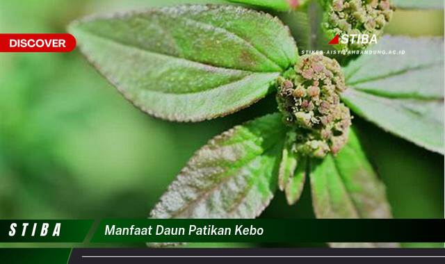 Ketahui 9 Manfaat manfaat daun patikan kebo yang Wajib Kamu Intip