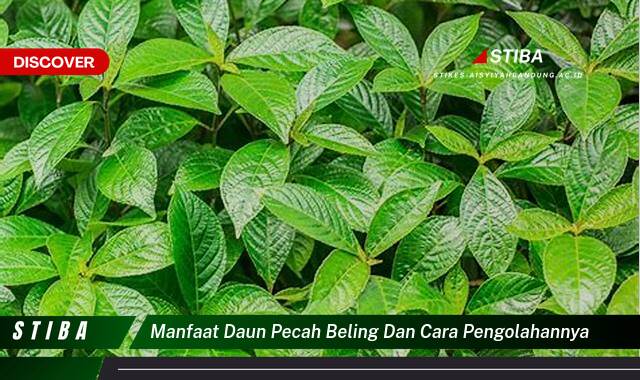 Inilah 9 Manfaat manfaat daun pecah beling dan cara pengolahannya yang Wajib kamu ketahui