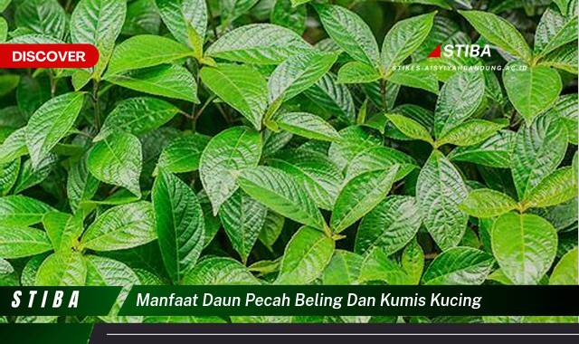 Temukan 8 Manfaat manfaat daun pecah beling dan kumis kucing yang Jarang Diketahui