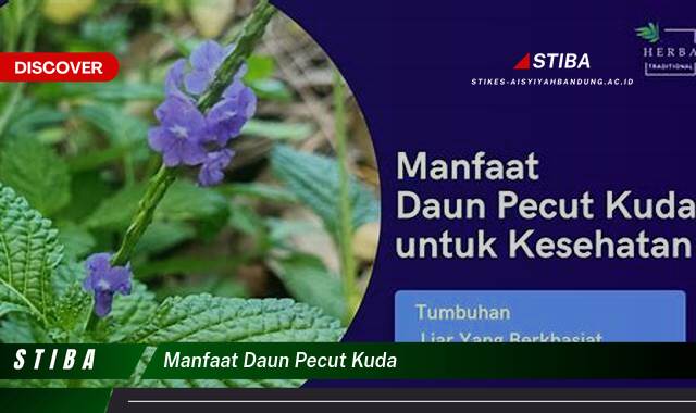 Inilah 9 Manfaat Daun Pecut Kuda yang Wajib Kamu Ketahui