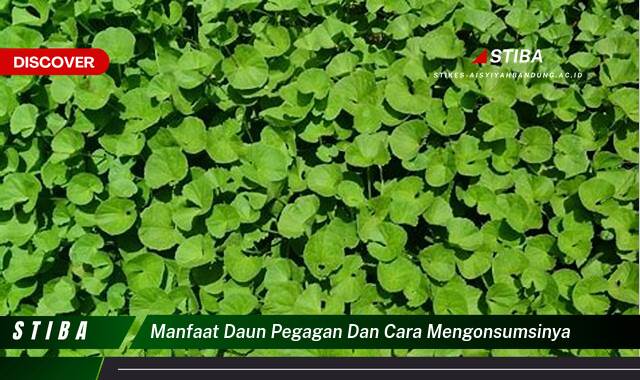 Temukan 10 Manfaat manfaat daun pegagan dan cara mengonsumsinya yang Bikin Kamu Penasaran