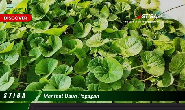 Inilah 9 Manfaat Daun Pegagan yang Wajib Kamu Ketahui