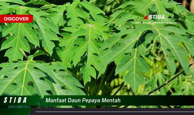 Ketahui 10 Manfaat manfaat daun pepaya mentah yang Wajib Kamu Intip