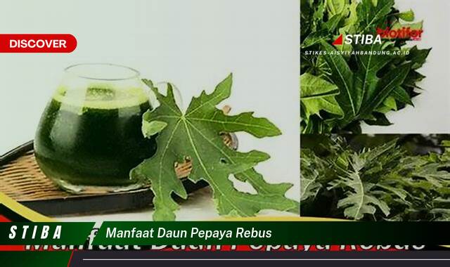 Ketahui 8 Manfaat manfaat daun pepaya rebus yang Wajib Kamu Intip