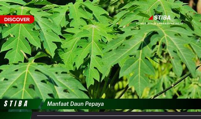 Inilah 9 Manfaat Daun Pepaya yang Jarang Diketahui Inilah 9 Manfaat Daun Pepaya yang Jarang Diketahui
