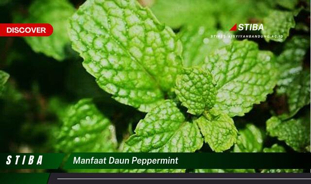 Temukan 9 Manfaat manfaat daun peppermint yang Jarang Diketahui