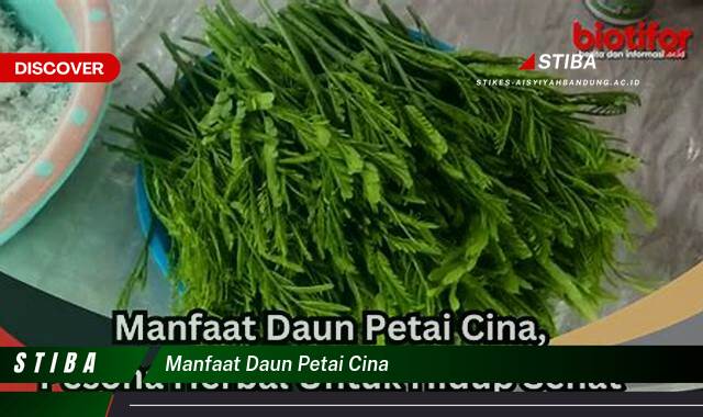 Temukan 9 Manfaat manfaat daun petai cina yang Bikin Kamu Penasaran
