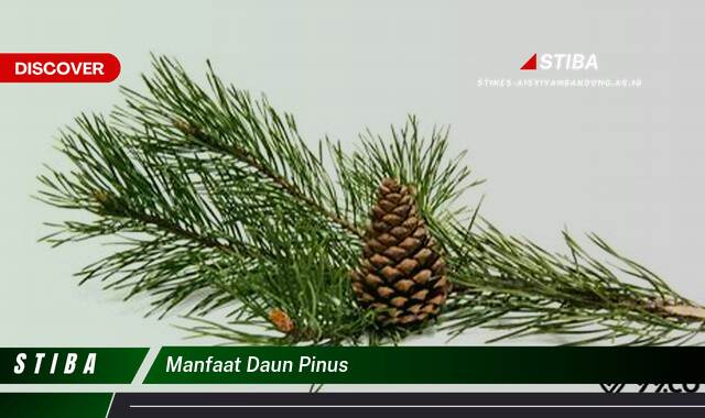Temukan 9 Manfaat manfaat daun pinus yang Jarang Diketahui