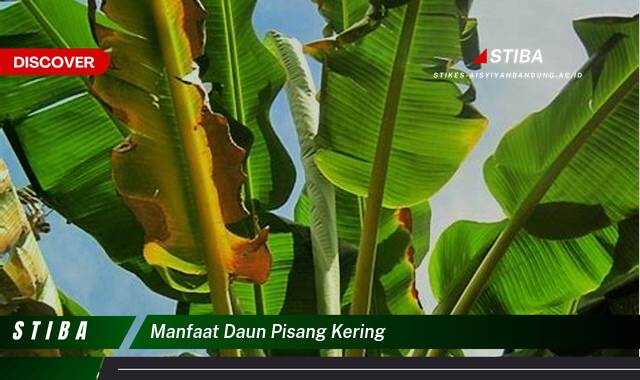 Temukan 9 Manfaat manfaat daun pisang kering yang Wajib Kamu Intip