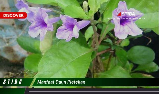Ketahui 10 Manfaat manfaat daun pletekan yang tidak Semua Orang Tau