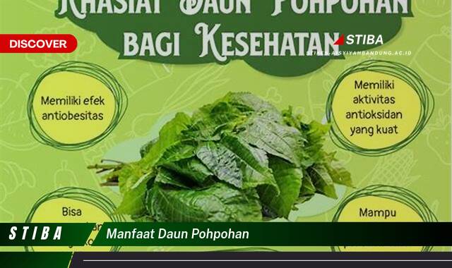 Inilah 8 Manfaat Daun Pohpohan yang Wajib Kamu Intip