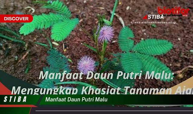 Ketahui 7 Manfaat Daun Putri Malu yang Tak Semua Orang Tahu Ketahui 7 Manfaat Daun Putri Malu yang Tak Semua Orang Tahu