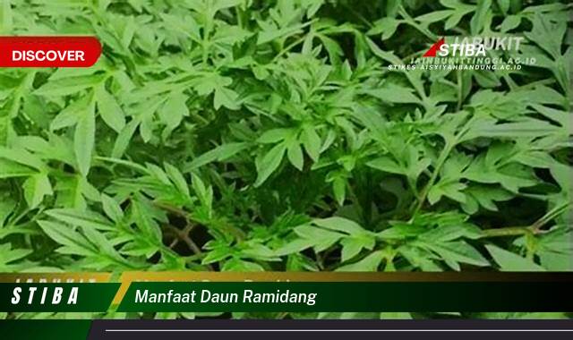 Ketahui 8 Manfaat manfaat daun ramidang yang tidak Semua Orang Tau