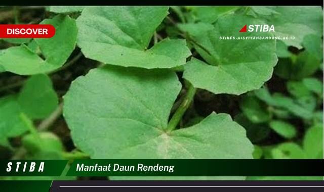 Temukan 9 Manfaat manfaat daun rendeng yang Wajib kamu ketahui