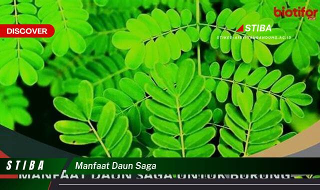 Ketahui 10 Manfaat Daun Saga yang Wajib Kamu Ketahui Ketahui 10 Manfaat Daun Saga yang Wajib Kamu Ketahui