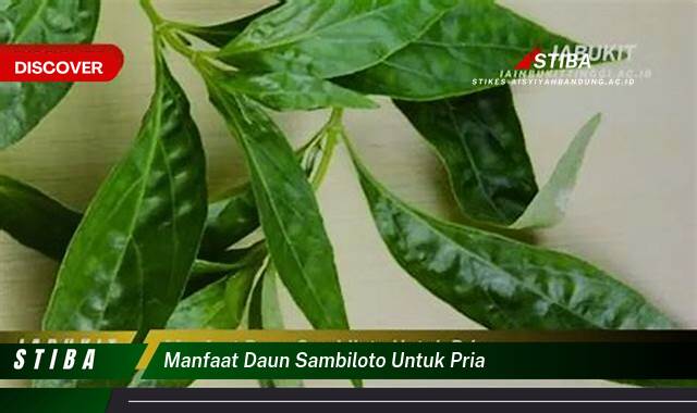 Ketahui 10 Manfaat Daun Sambiloto untuk Pria yang Wajib Kamu Intip