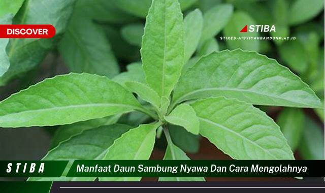 Ketahui 10 Manfaat manfaat daun sambung nyawa dan cara mengolahnya yang tidak Semua Orang Tau