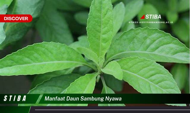 Temukan 9 Manfaat Daun Sambung Nyawa yang Jarang Diketahui