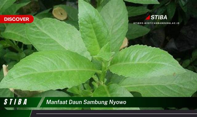 Inilah 8 Manfaat manfaat daun sambung nyowo yang tidak Semua Orang Tau