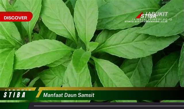 Temukan 9 Manfaat daun samsit yang Wajib Kamu Intip