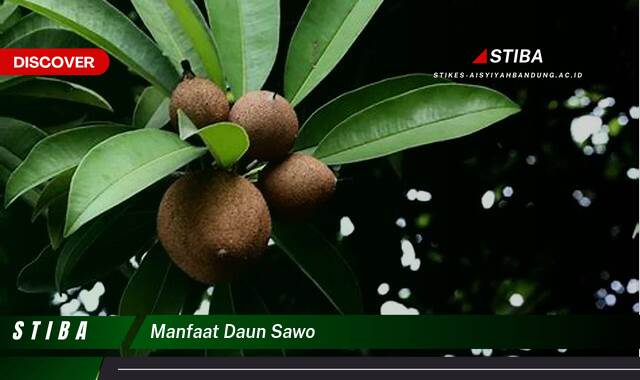 Ketahui 8 Manfaat daun sawo yang Wajib Kamu Intip