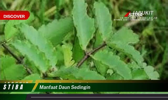 Inilah 9 Manfaat manfaat daun sedingin yang tidak Semua Orang Tau