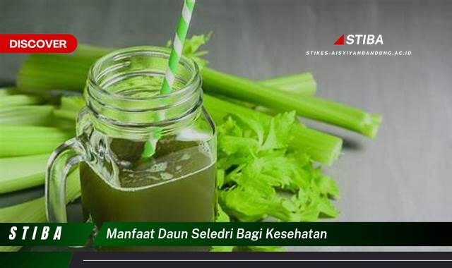 Inilah 9 Manfaat manfaat daun seledri bagi kesehatan yang Jarang Diketahui