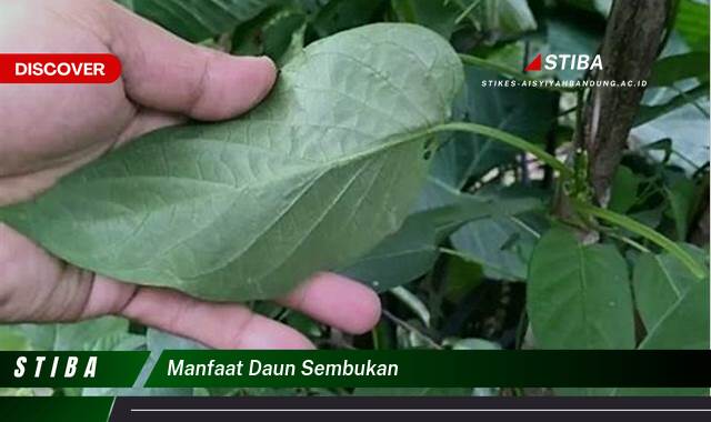 Ketahui 9 Manfaat Daun Sembukan yang Jarang Diketahui