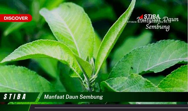 Temukan 9 Manfaat manfaat daun sembung yang Wajib kamu ketahui