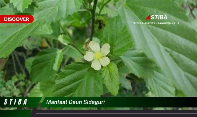 Inilah 8 Manfaat Daun Sidaguri yang Wajib Kamu Ketahui Inilah 8 Manfaat Daun Sidaguri yang Wajib Kamu Ketahui
