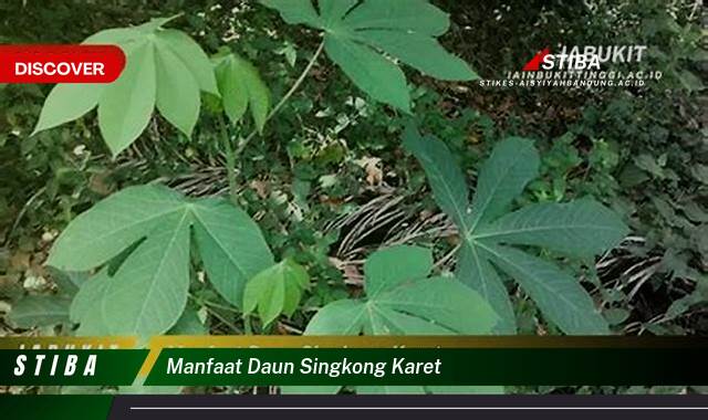 Ketahui 9 Manfaat manfaat daun singkong karet yang Wajib kamu ketahui