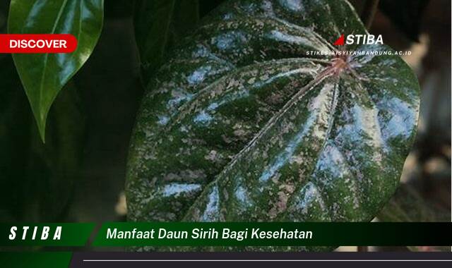 Temukan 10 Manfaat manfaat daun sirih bagi kesehatan yang Wajib kamu ketahui