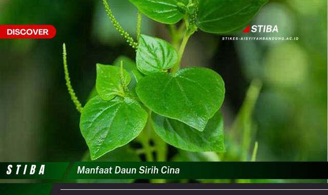 Inilah 10 Manfaat Daun Sirih Cina yang Tak Disangka Inilah 10 Manfaat Daun Sirih Cina yang Tak Disangka