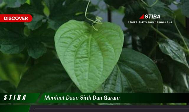 Temukan 10 Manfaat manfaat daun sirih dan garam yang Wajib Kamu Intip