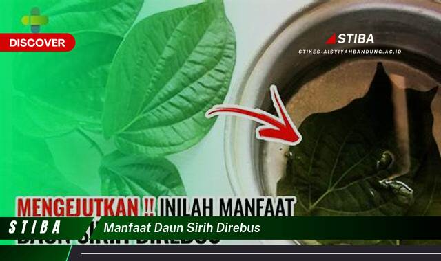 Temukan 8 Manfaat manfaat daun sirih direbus yang Bikin Kamu Penasaran