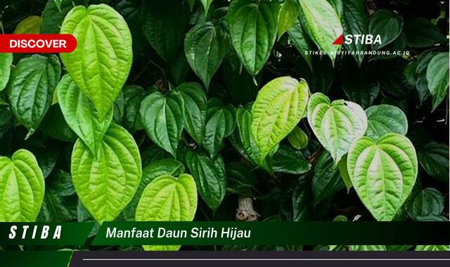 Inilah 9 Manfaat manfaat daun sirih hijau yang Jarang Diketahui