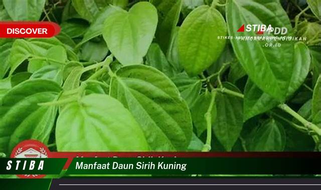 Temukan 8 Manfaat manfaat daun sirih kuning yang Bikin Kamu Penasaran