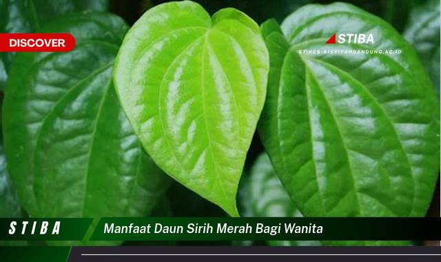 Ketahui 8 Manfaat manfaat daun sirih merah bagi wanita yang Jarang Diketahui