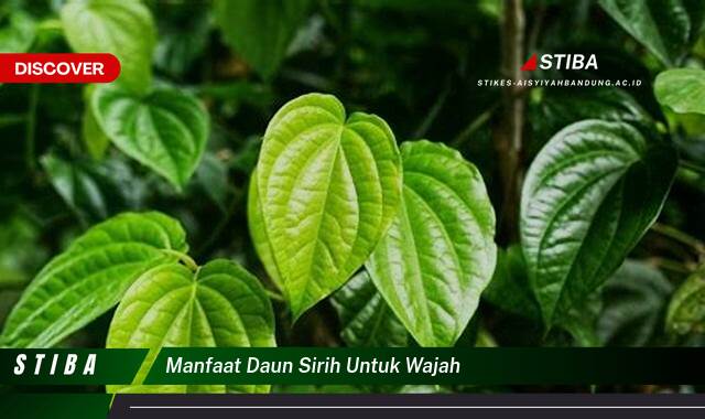 Temukan 10 Manfaat Daun Sirih untuk Wajah yang Wajib Kamu Intip