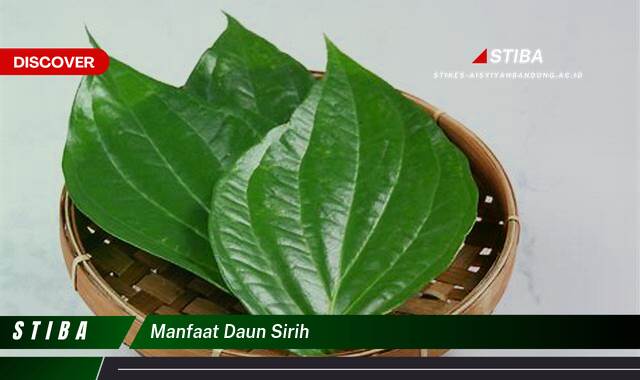 Temukan 9 Manfaat Daun Sirih yang Jarang Diketahui