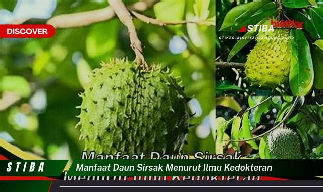 Ketahui 9 Manfaat manfaat daun sirsak menurut ilmu kedokteran yang Bikin Kamu Penasaran