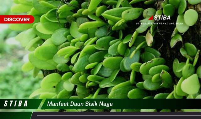 Ketahui 9 Manfaat manfaat daun sisik naga yang Jarang Diketahui