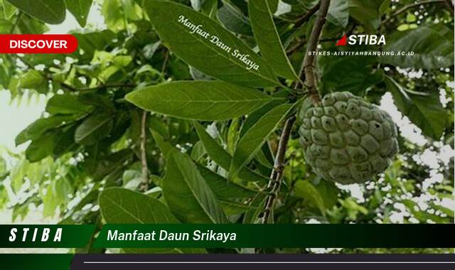 Inilah 8 Manfaat Daun Srikaya yang Wajib Kamu Intip