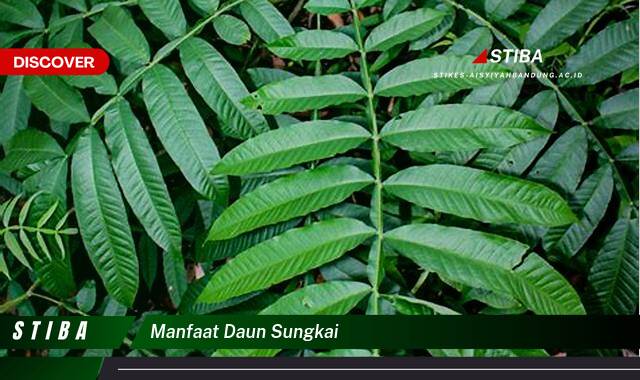 Temukan 10 Manfaat manfaat daun sungkai yang Bikin Kamu Penasaran